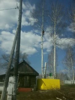 Фото Удаление деревьев