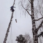 Фото №7 Спил, Удаление, Обрезка деревьев. Высотные работы.