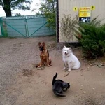 Фото №4 Дрессировка собак