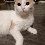 Фото №9 Молоденькая кошечка Белочка в добрые руки