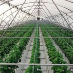 Фото №2 Тепличный комплекс 6,8 Га