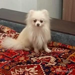 Фото №2 Собака