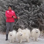 Фото №8 Белый шпиц Щенки японского шпица