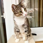 Фото №3 Полосатая кошечка Молли в добрые руки