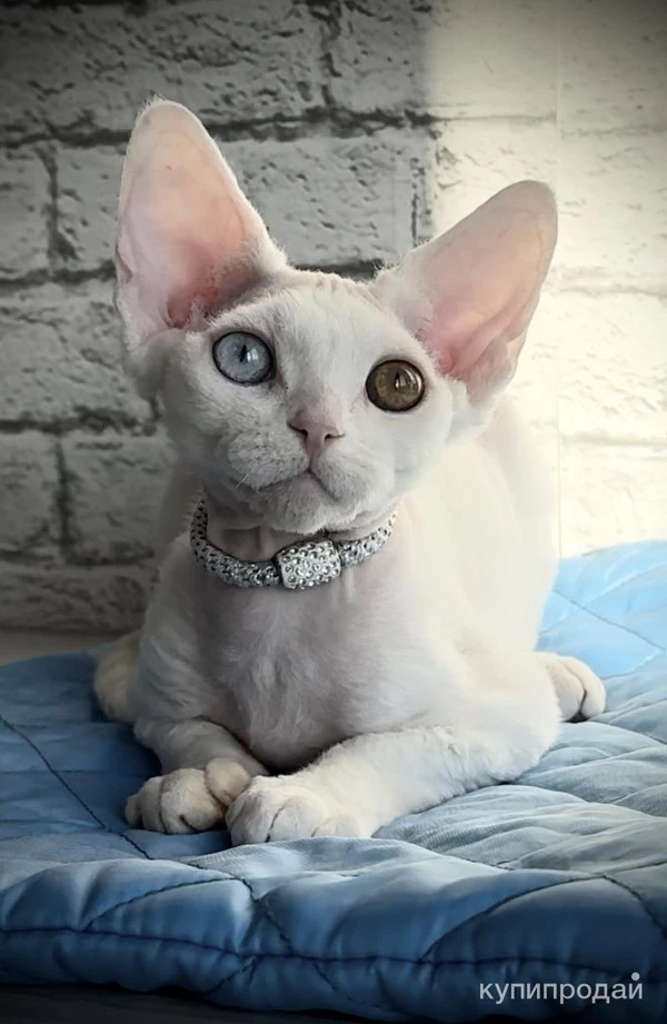 Фото Котята девон-рекс