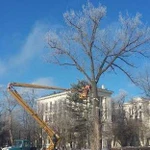 Спил деревьев. Чистка участков. Покос травы