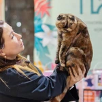 Фото №3 шотландские котята и взрослые кошки