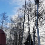 Фото №3 Спил деревьев