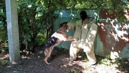 Фото Дрессировка собак всех пород