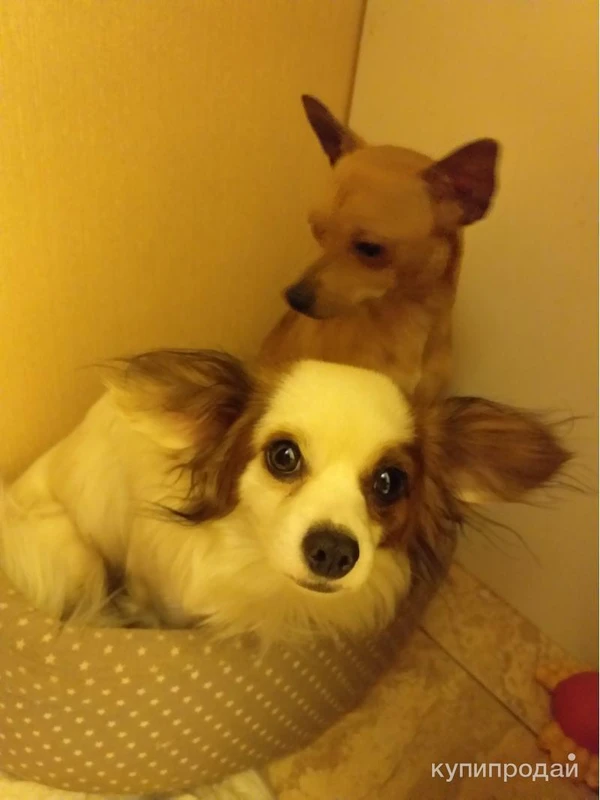 Фото Метис чихуахуа и папийона