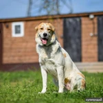 Фото №3 Халва в ответственные руки