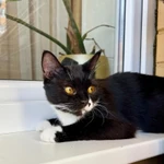 Фото №8 Кошка Брусничка в добрые руки