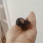 Фото №3 Сатиновые мышки