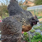 Фото №7 ия лакеданзи. Доставка