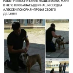Фото №9 Дрессировка собак, хендлинг