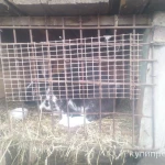 Фото №3 Кролики