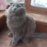 Фото №7 Нибелунг вислоушка