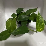 Фото №6 Эпипремнум золотистый (лиана)
