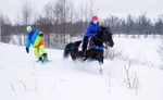 фото Конный скиджоринг