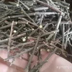 фото Веточки чёрной смородины.