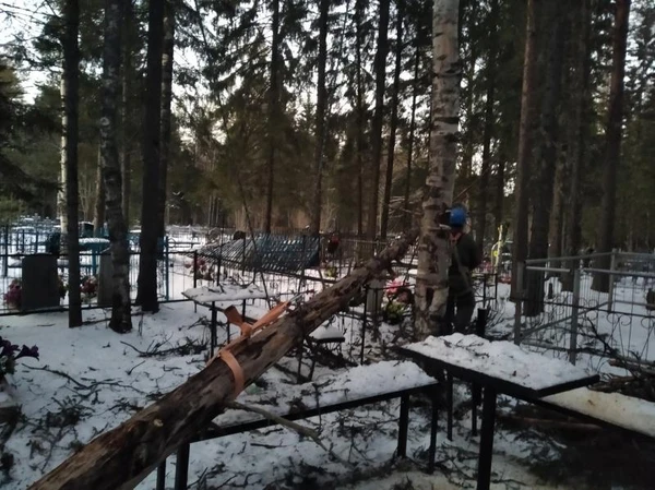 Фото Валка, спил, уборка аварийных деревьев, веток.