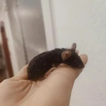 Фото №8 Сатиновые мышки