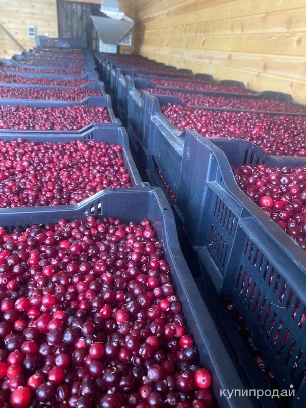 Фото Клюква свежая оптом и в розницу