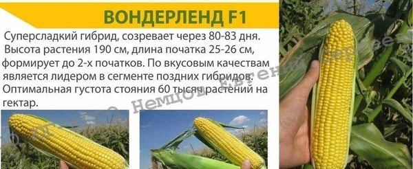 Фото Семена сахарной кукурузы Вондерленд F1 Agri Saaten GmbH