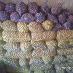 фото Продается грецкий орех