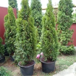 Фото №10 Саженцы хвойных растений. Туи, можжевельники.