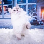 Фото №2 Невские маскарадные котята из питомникаСнежный десант.