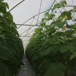 Фото №3 Тепличный комплекс 6,8 Га