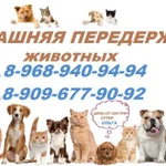 Фото №2 Стрижка кошек и собак выезд в Тучково,домашняя передержка