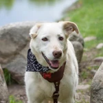 Фото №2 Собачка Луна в добрые руки