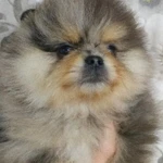 Фото №2 Пушистики