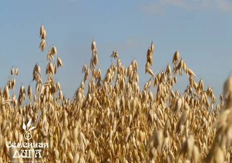 Фото Овёс яровой сорт «Талисман»