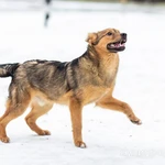 Фото №4 Домашний некрупный песик-подросток Каштан в добрые руки