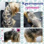 Фото №3 Стрижка собак и кошек