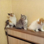 Фото №2 Шотландские котята 