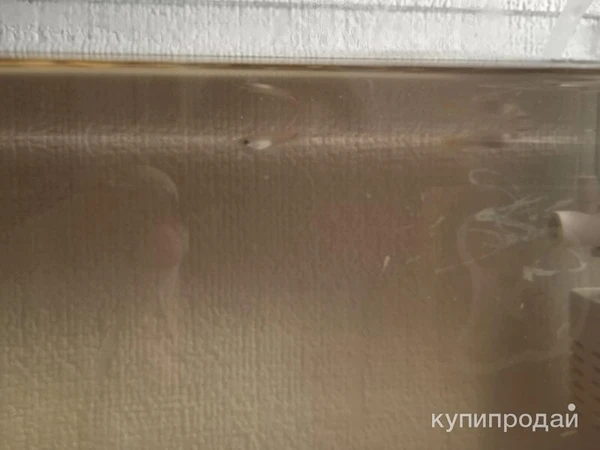Фото 800 продою рыбок с полным комплектом будет торг