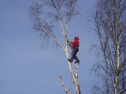 Фото Валка деревьев