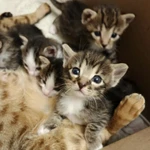 Фото №2 ПРОДАМ котят Чистокровной САВАННЫ! Черный дым.