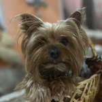 Фото №2 Йоркширский терьер