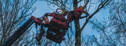 Фото Cпил,валка,вывоз утилизация аварийных деревьев