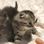 Фото №8 Шотландские котята♥️