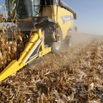 Фото №8 Жатка для уборки кукурузы HARMAK MT8 - FJB GROUP LLC