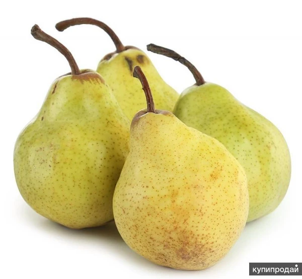 Фото Груши (органик) с дачи