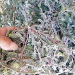 Фото №10 Якорцы стелющиеся, цена за 100 грамм.