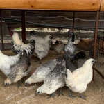 Фото №12 ия лакеданзи. Доставка