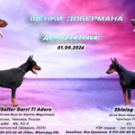 Фото №2 Щенки Добермана с документами РКФ